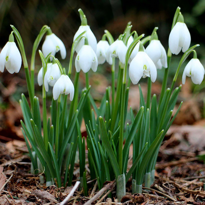 Śnieżyczki przebiśniegi - Galanthus