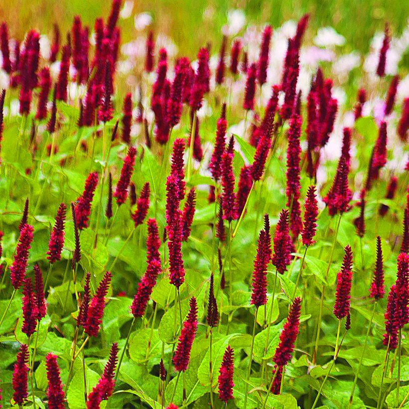 Rdesty - Persicaria