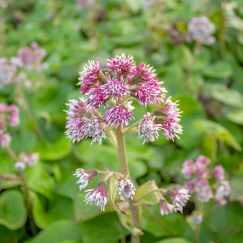 Lepiężnki - Petasites