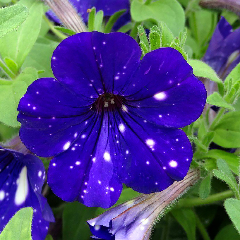 Nasiona petunii