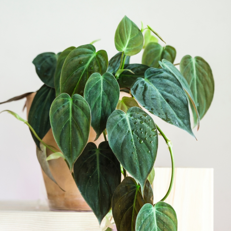 Filodendron