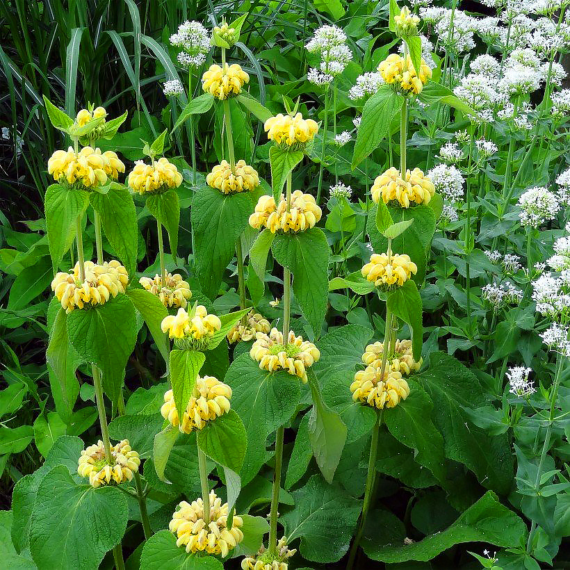 Żeleźniaki - Phlomis