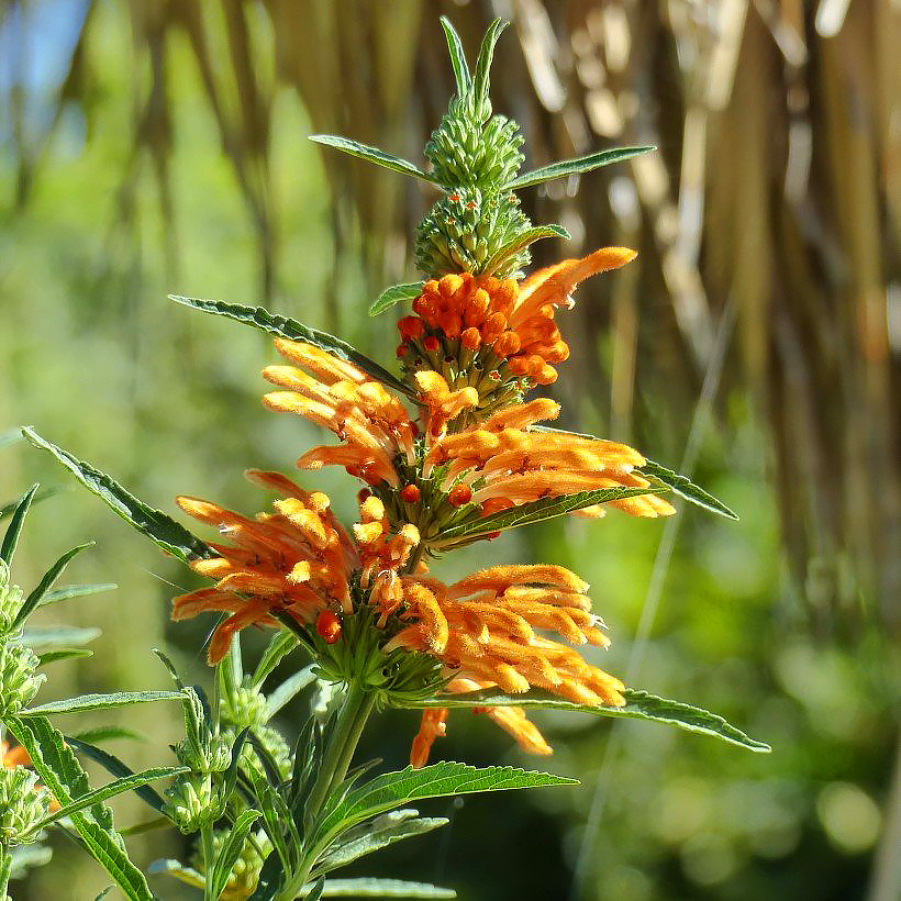 Żeleżniaki - Phlomis