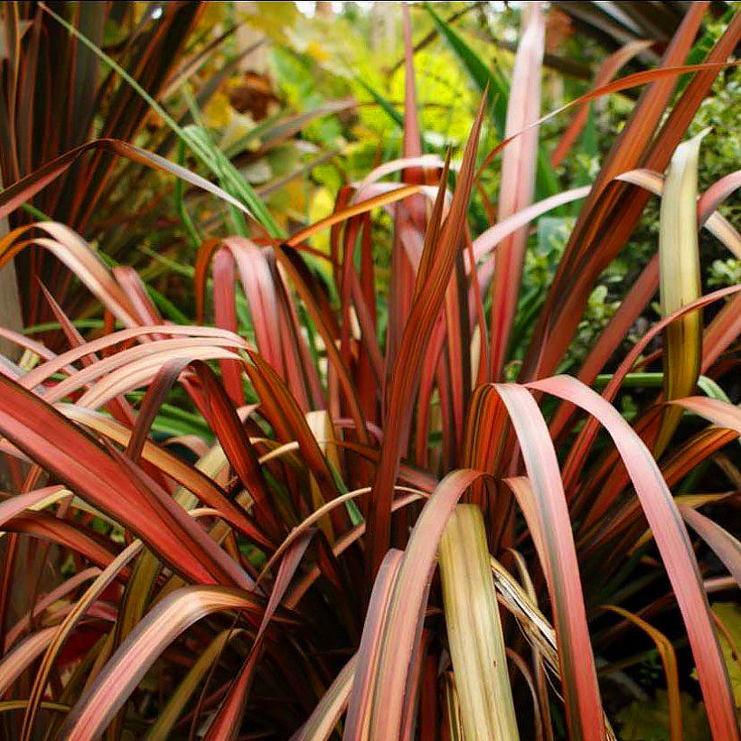 Tęgosze - Phormium