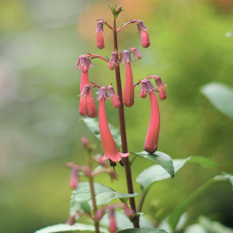 Fygeliusy - Phygelius