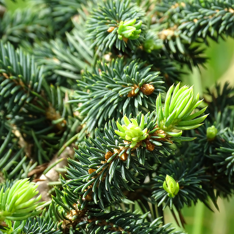 Świerki - Picea