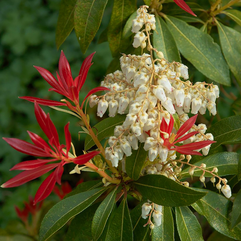 Pierisy - Pieris