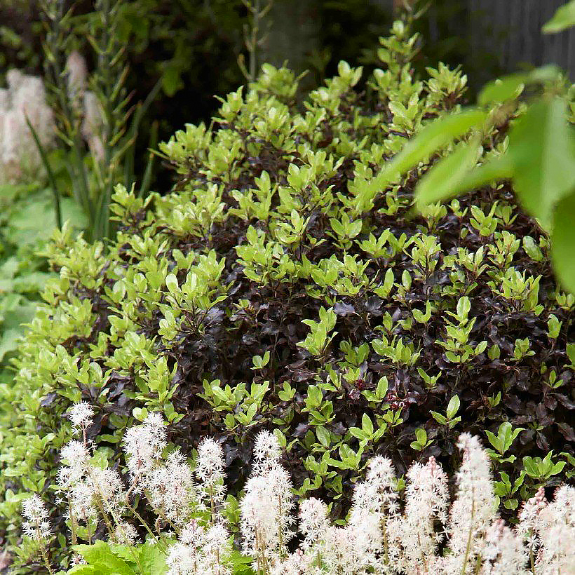 Pospornice - Pittosporum