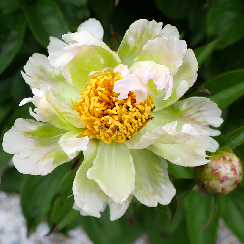 Piwonie - Paeonia