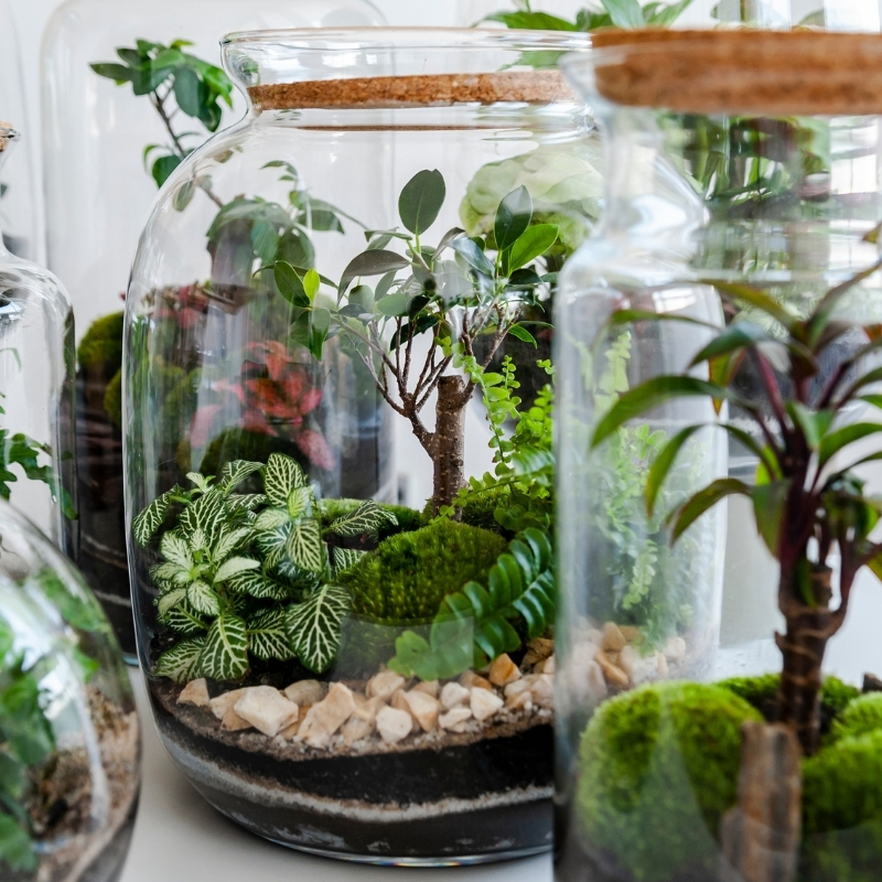 Rośliny do terrarium