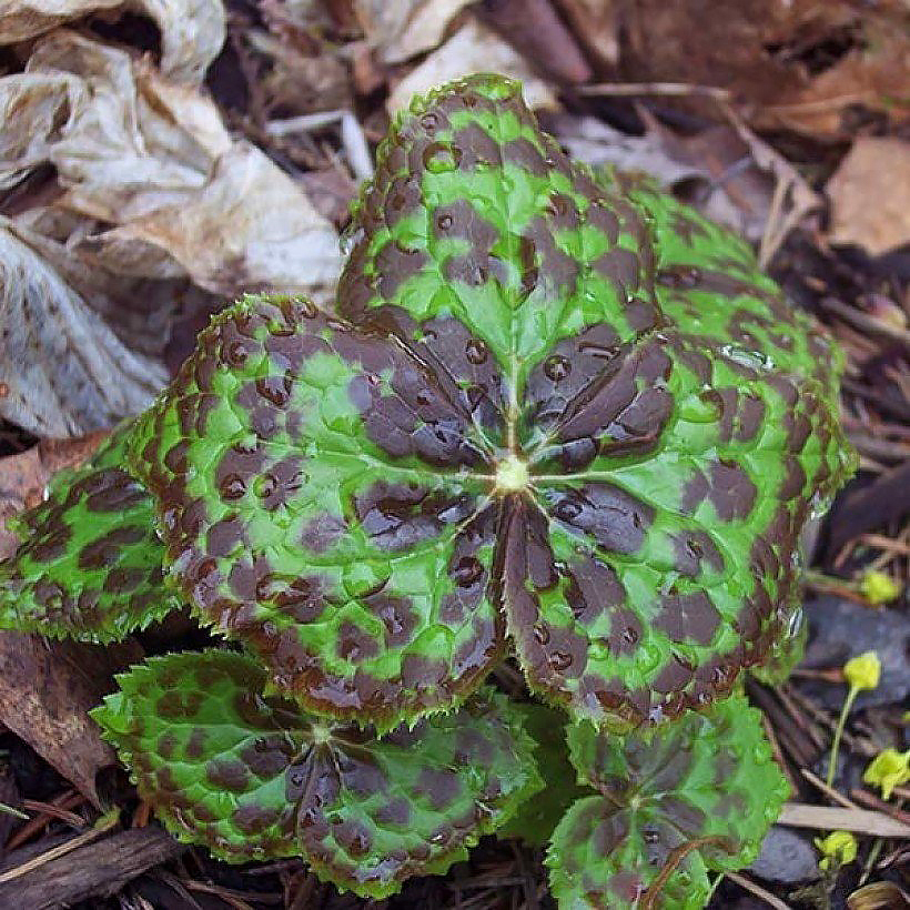 Stopowce - Podophyllum