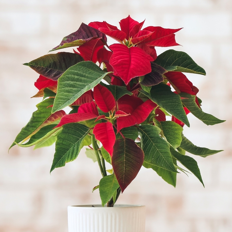 Gwiazdy betlejemskie - Poinsettia