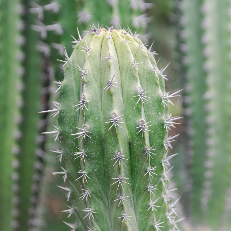 Polaskia
