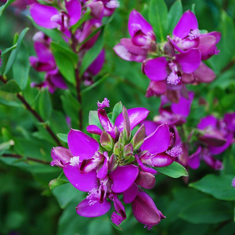 Krzyżownice - Polygala