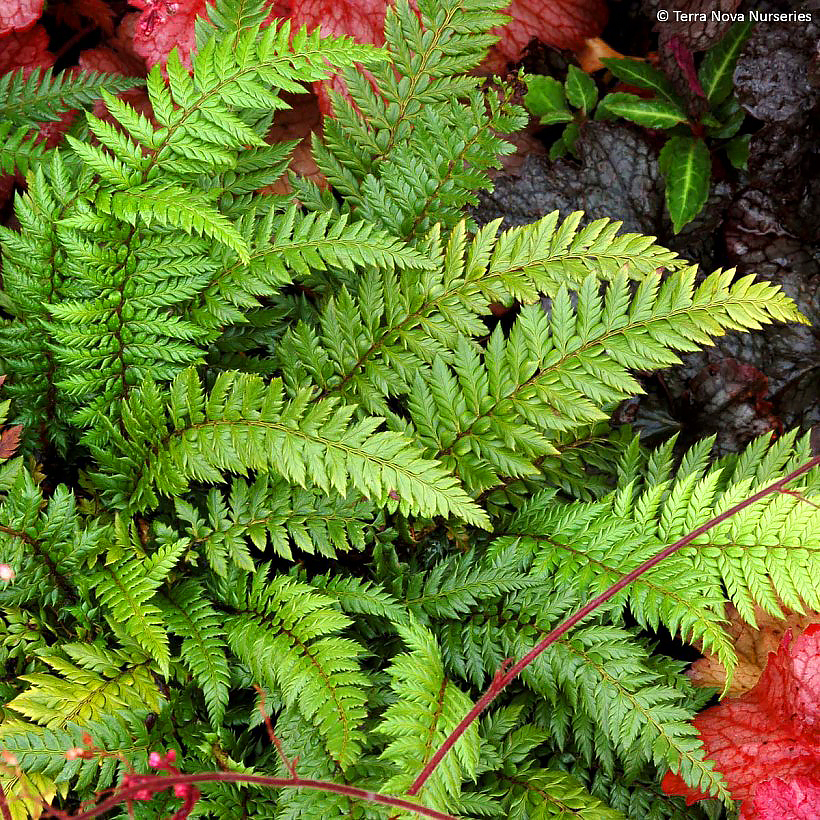 Paprotniki - Polystichum