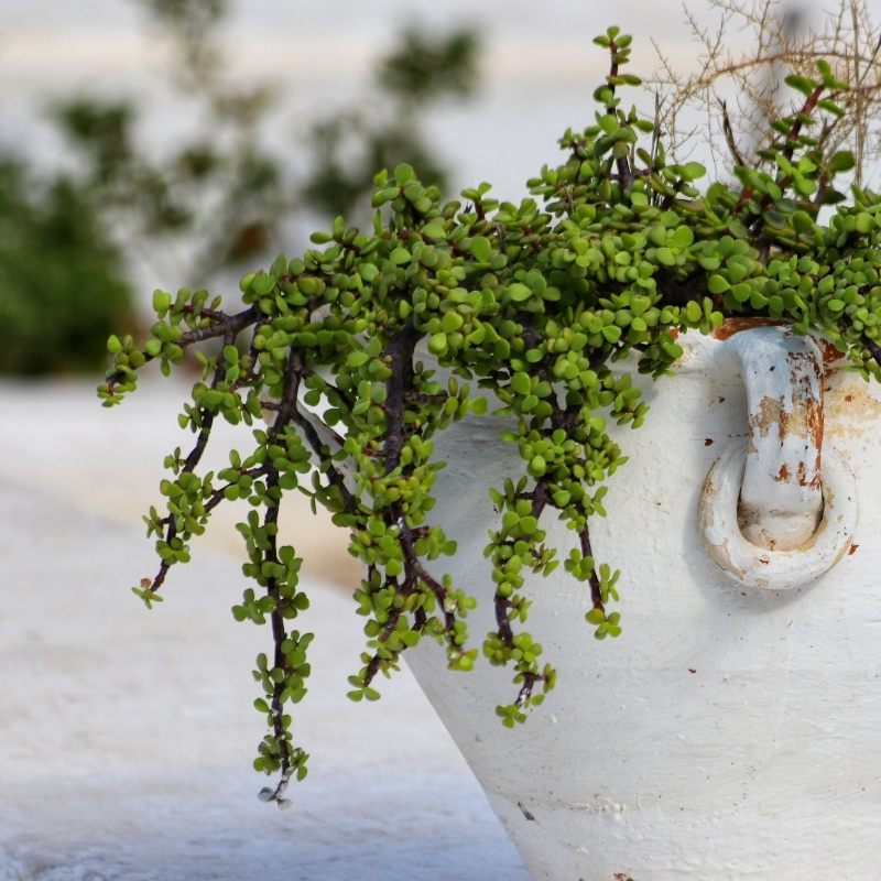 Portulakaria
