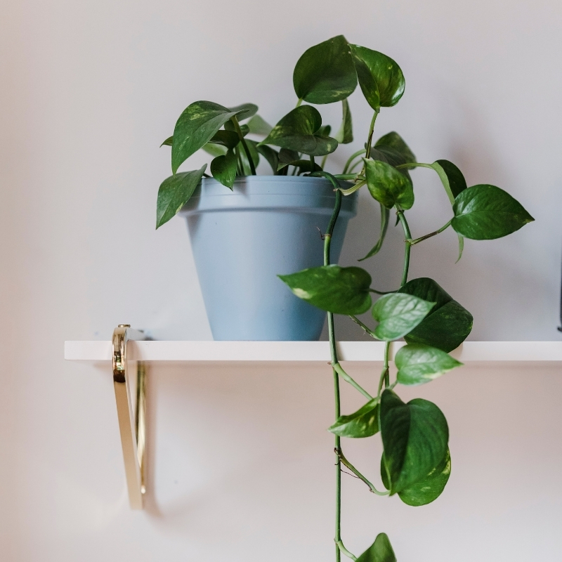 Epipremnum - Epipremnum
