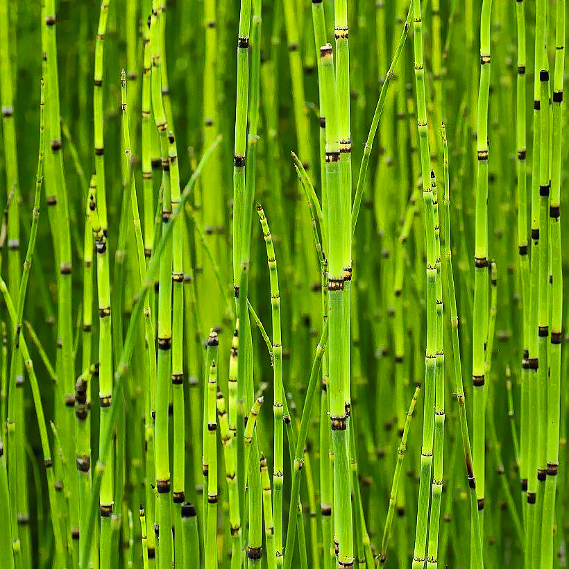 Skrzypy - Equisetum