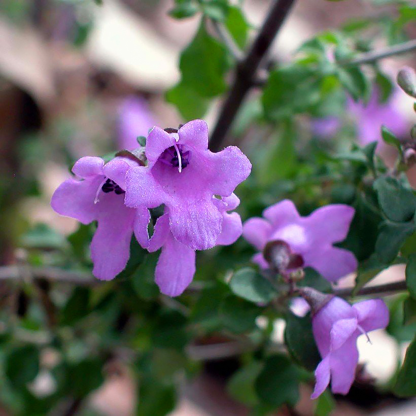 Kleszany - Prostanthera