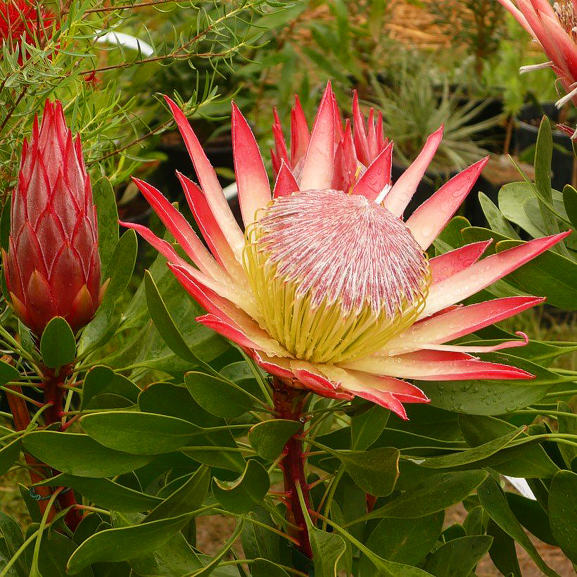 Srebrniki - Protea