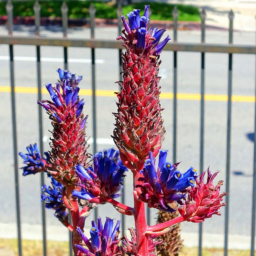 Puje -puya