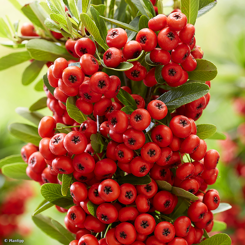 Ogniki - Pyracantha