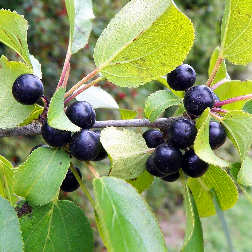 Szakłaki Rhamnus