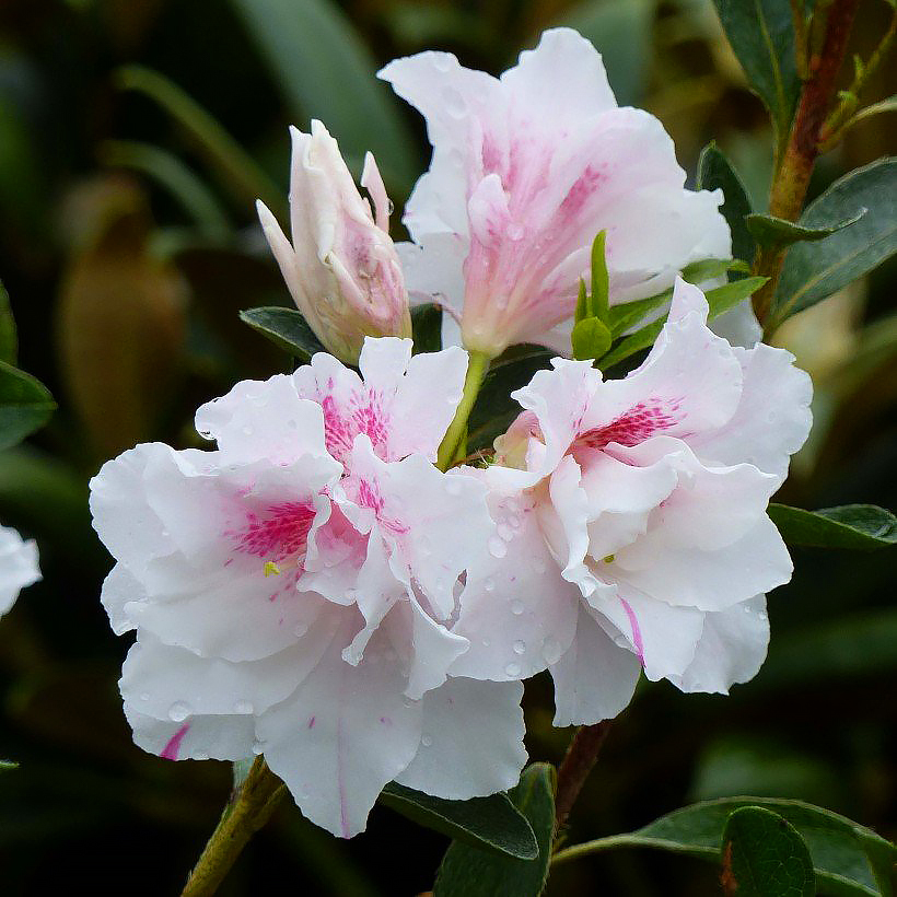 Rododendrony i azalie