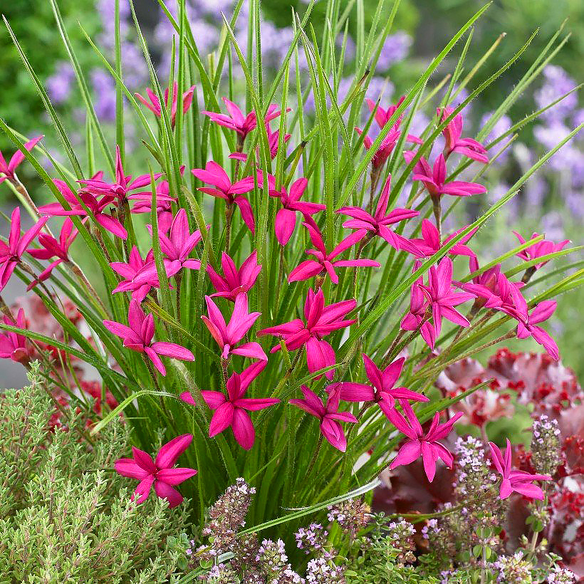 Rodohypoksisy - Rhodohypoxis