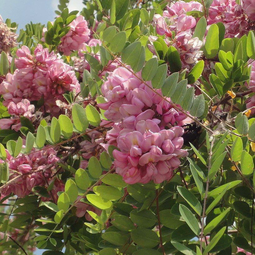 Robinie - Robinia