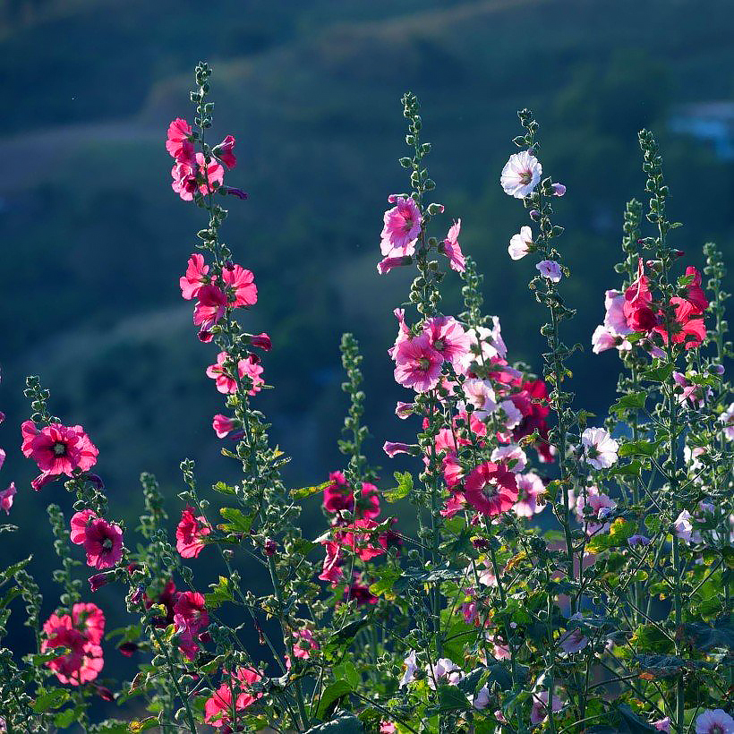 Malwy - Alcea