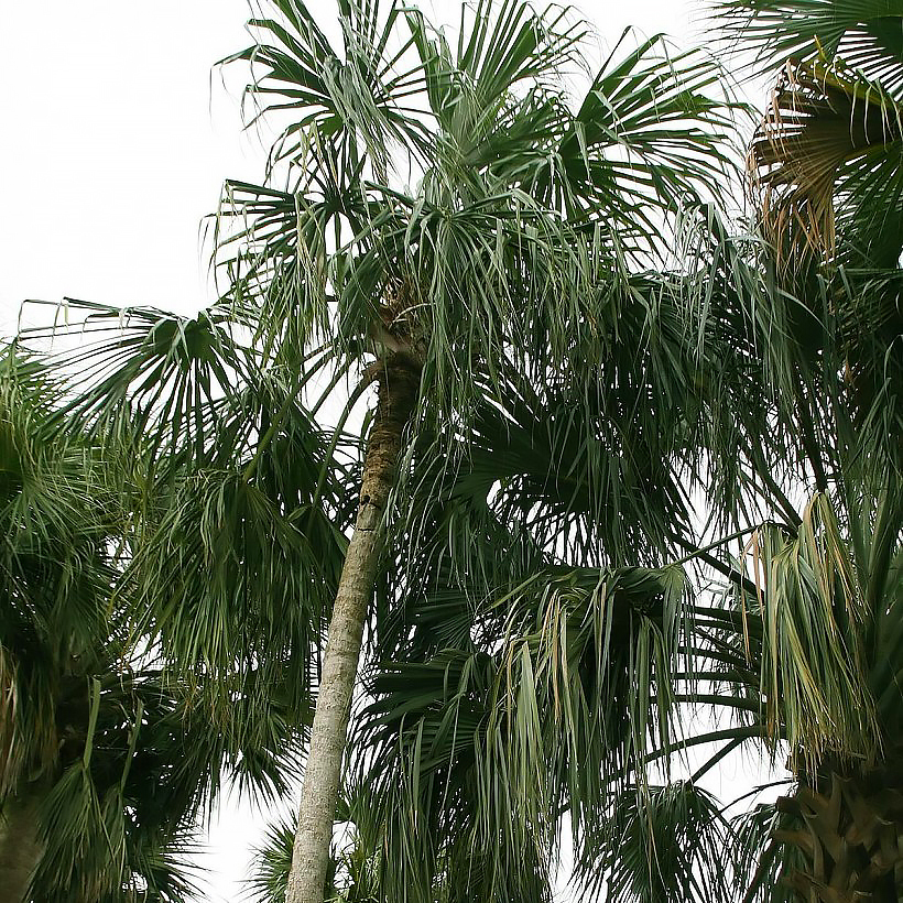 Palmy sabalowe - Sabal