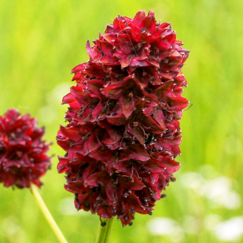 Krwiściągi - Sanguisorba