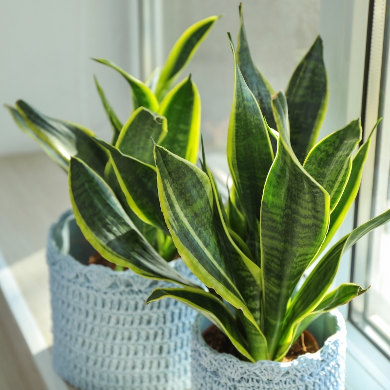 Sansewierie - Sansevieria