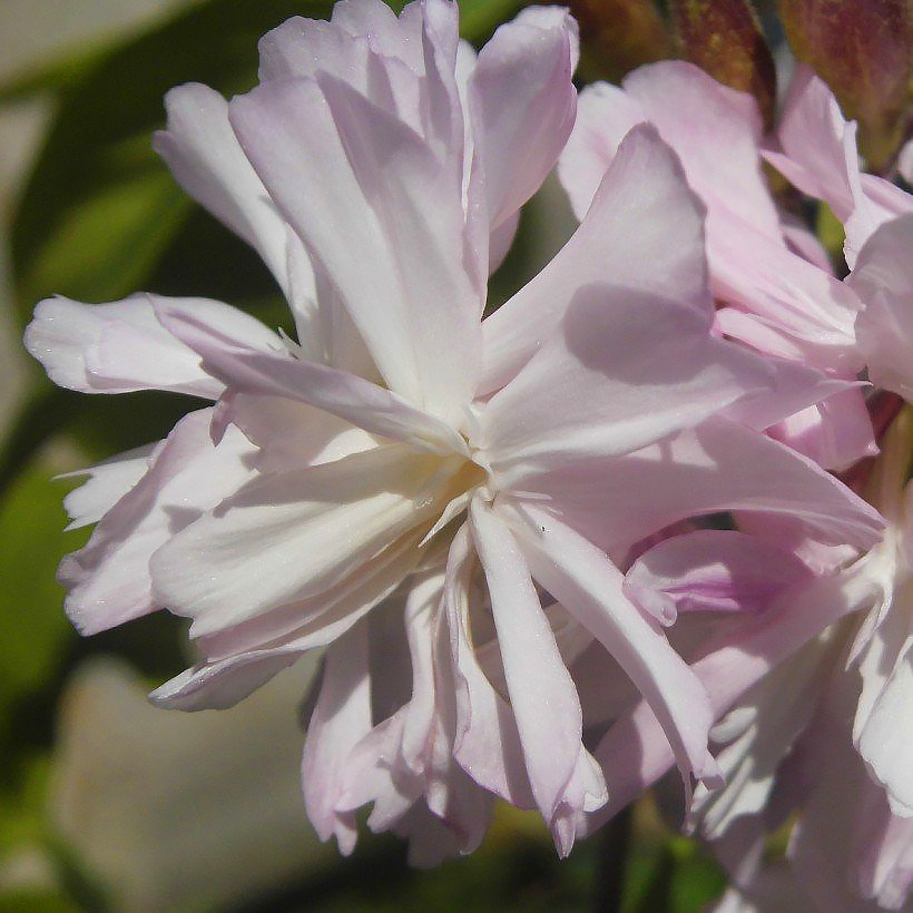 Mydlnice -saponaria