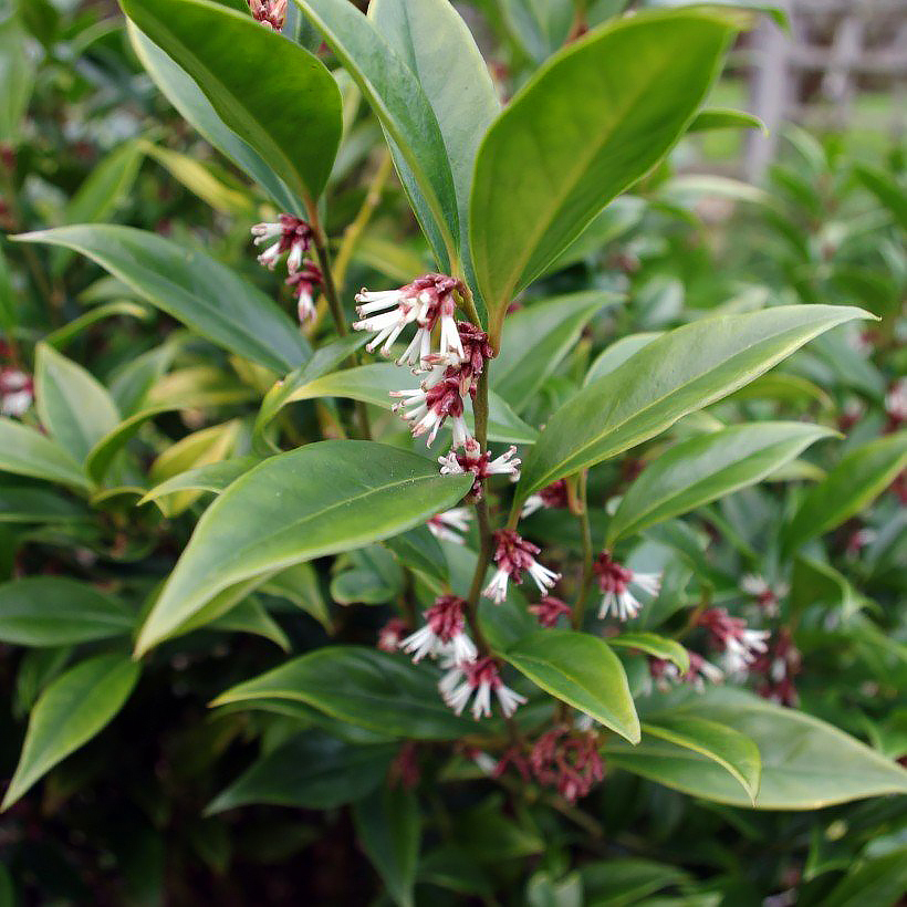 Sarkokokki - Sarcococca