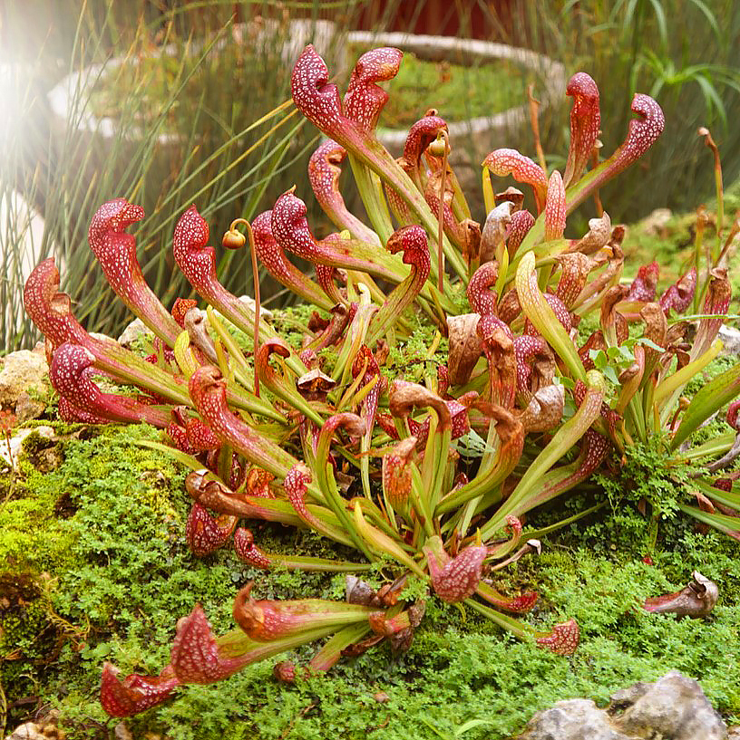 Kapturnice - Sarracenia