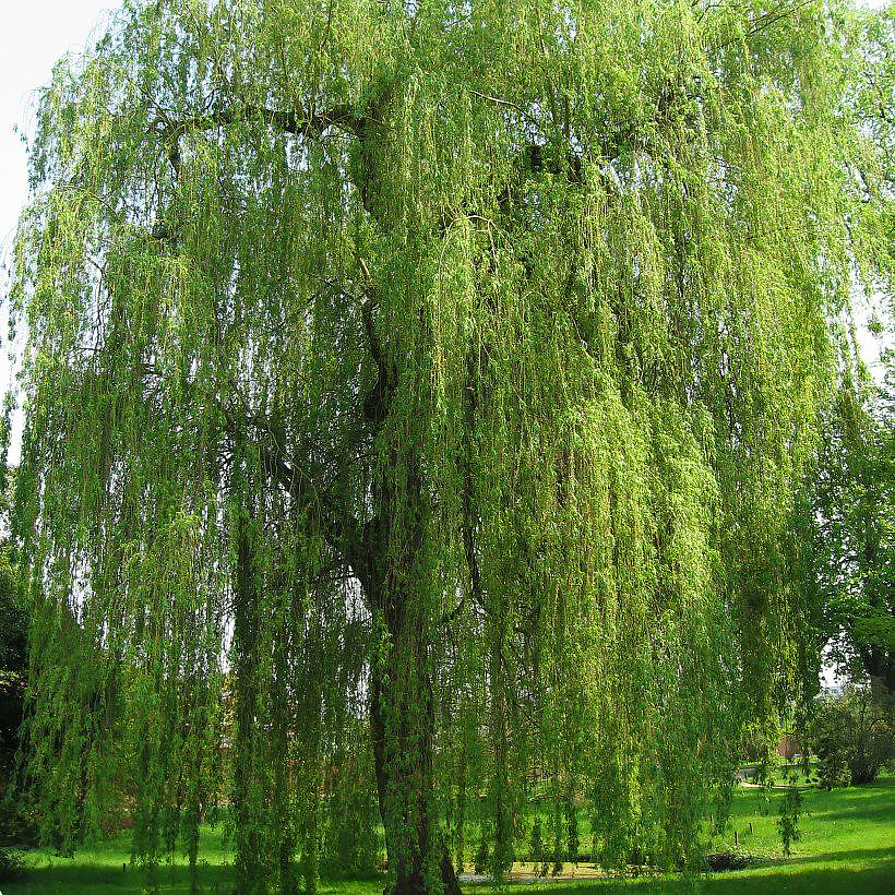Wierzby - Salix