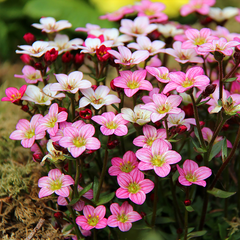 Skalnice - Saxifraga