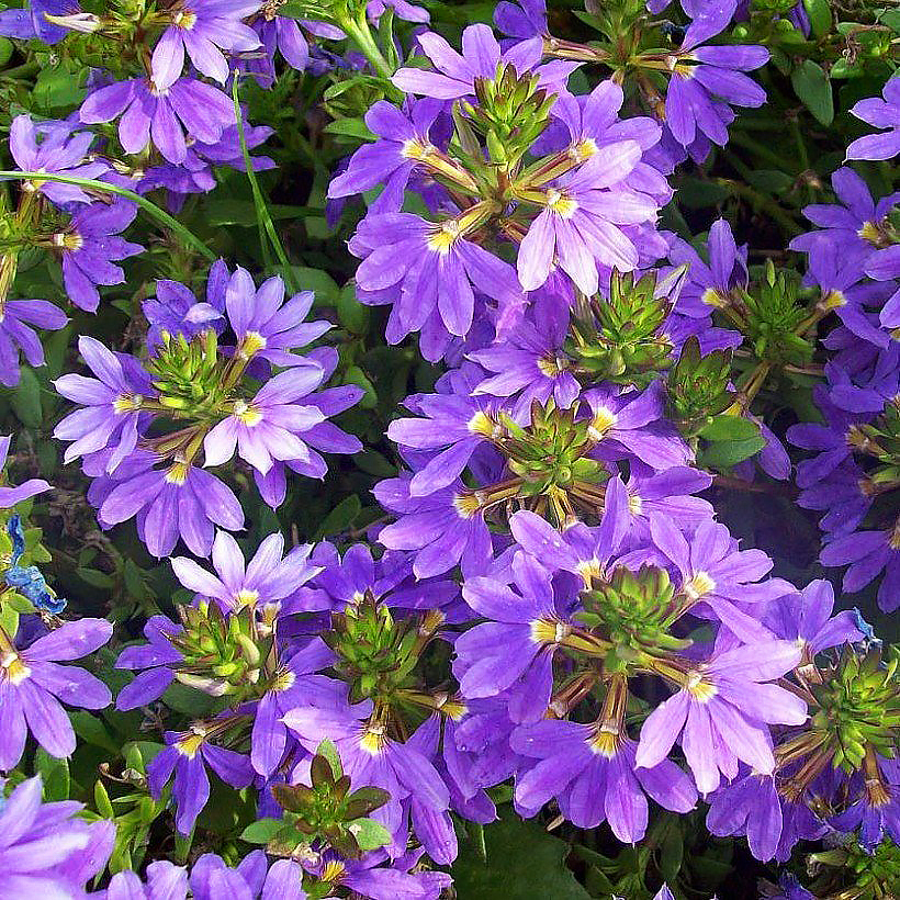 Scewole - Scaevola