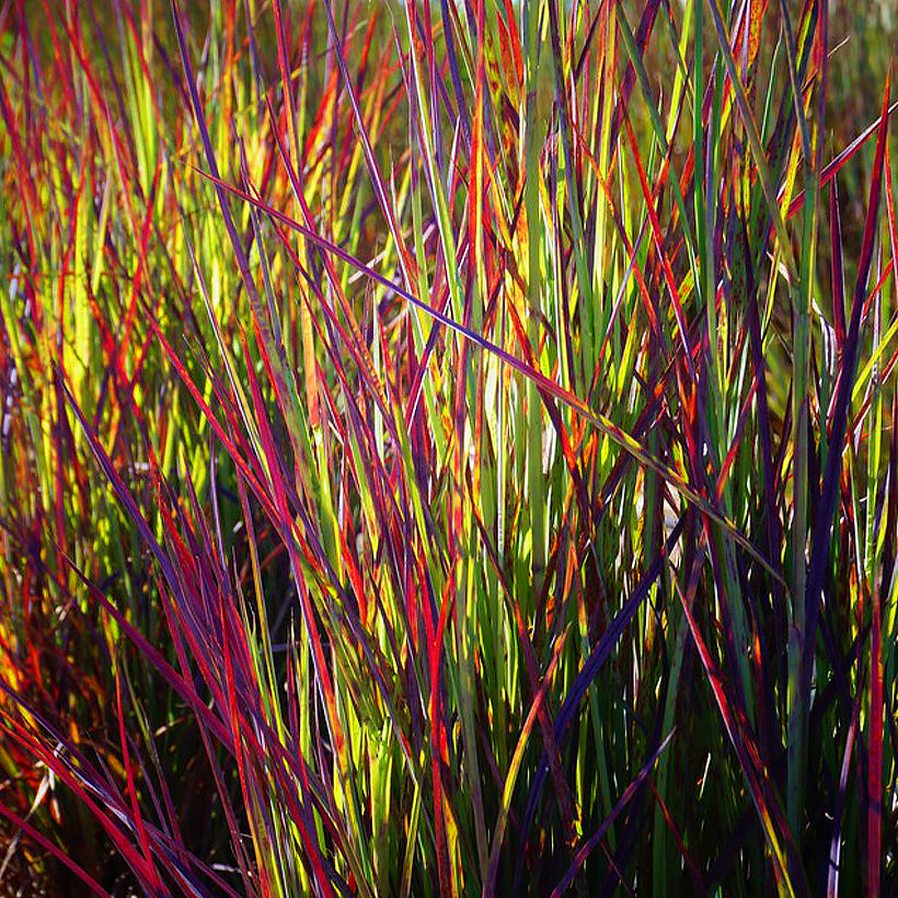 Palczatki - Schizachyrium