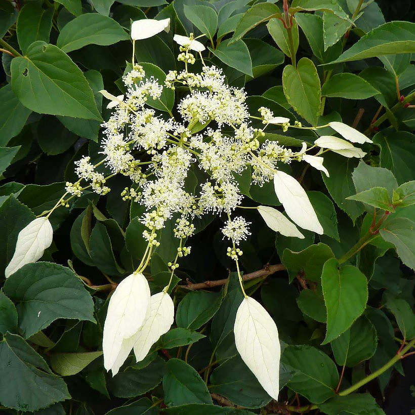 Przywarki - Schizophragma