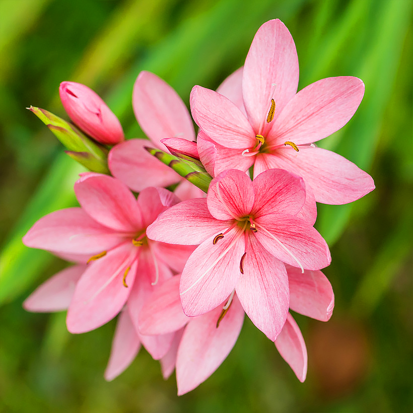 Hesperanty - Hesperantha