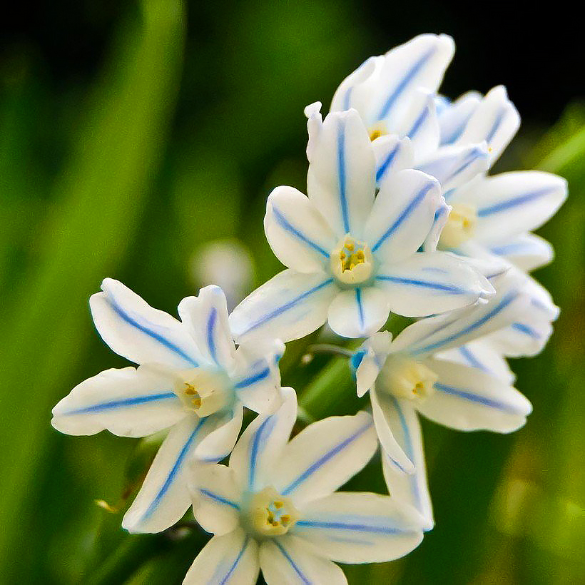 Cebulice - Scilla