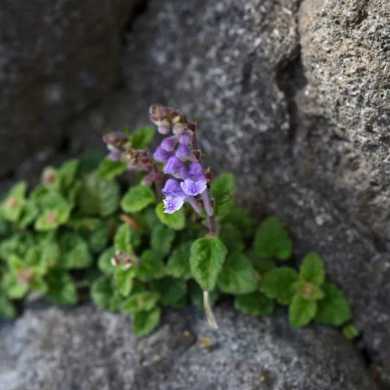 Tarczyce - Scutellaria