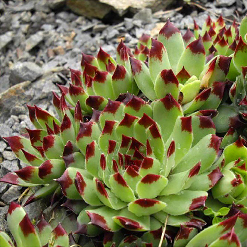 Rojniki - Sempervivum