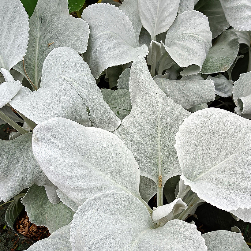 Starce - Senecio