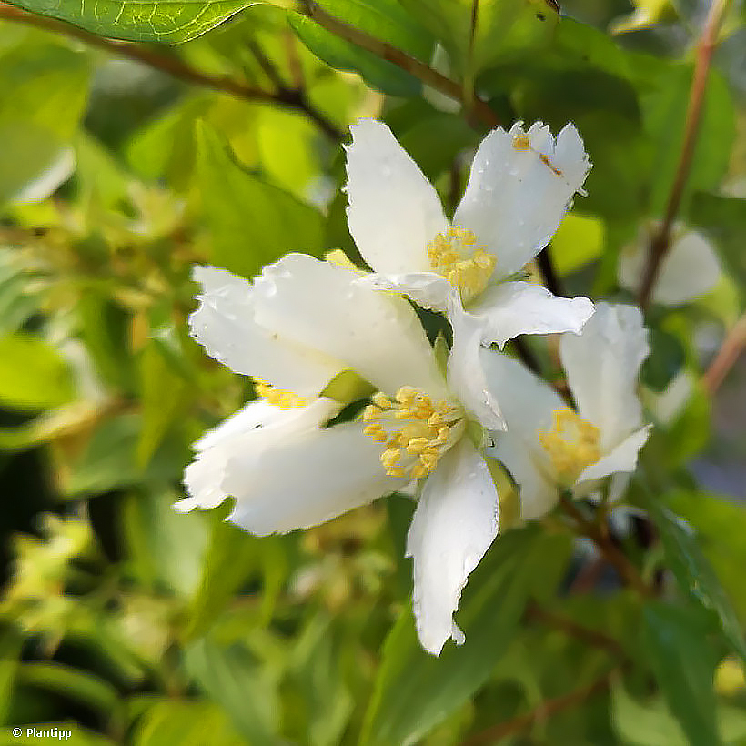 Jaśminowce - Philadelphus