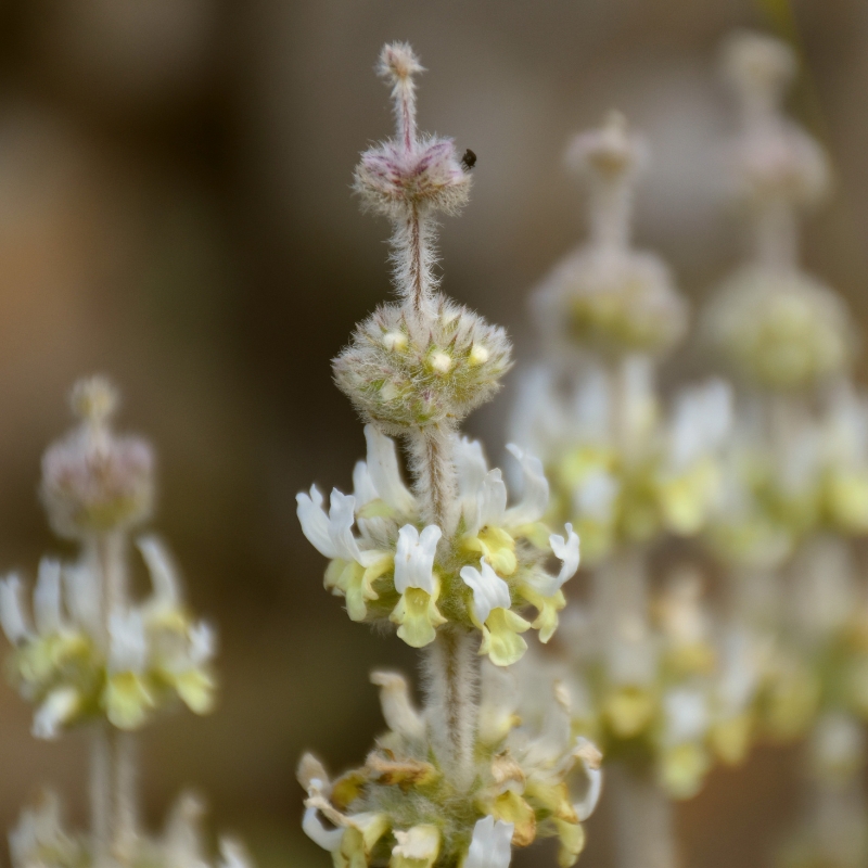 Gojniki - Sideritis
