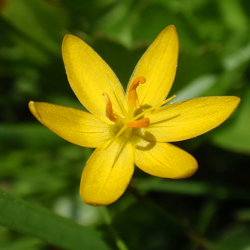 Miecznice - Sisyrinchium